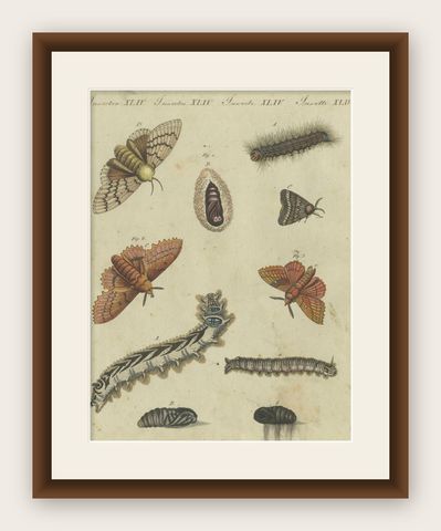 Life Cycle of Moths and Caterpillars: Stages of Transformation, Bertuch, 1805, shown framed