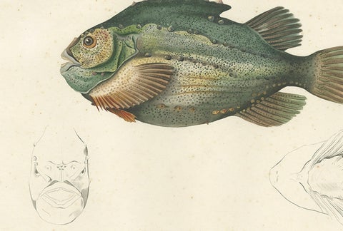 French Fish Illustration, Lumpsucker or Lumpfis, Hand-Colored Litho, 1845, close-up 1