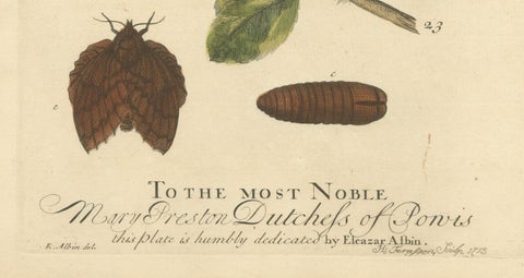 Moth Lifecycle and Host Plant, Engraved and Hand-Colored, 1713, close-up 1