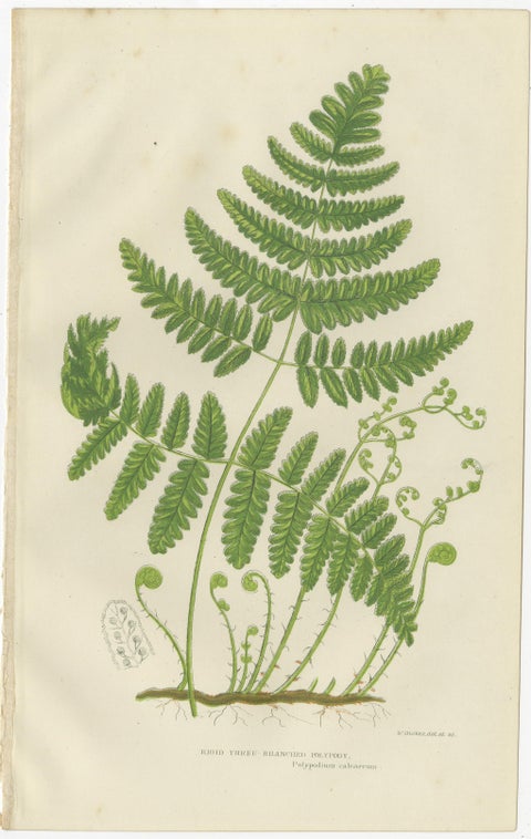 British Ferns Triptych, Three Antique Botanical Prints, Anne Pratt, 1873, view 2