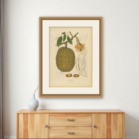 Antique Durian Botanical Chromolithograph by Hoola van Nooten, c. 1880, shown framed on a wall