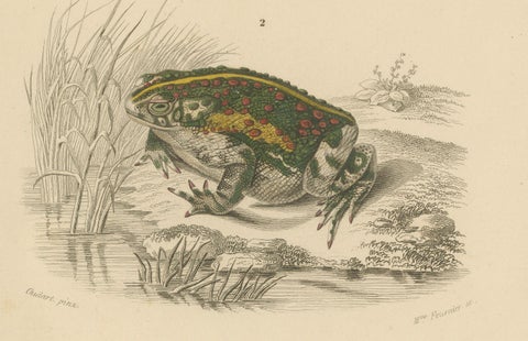 Frog Print of Oval Engystoma and Green Toad, c.1850, by Orbigny, close-up 2
