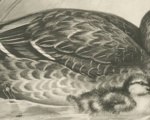 Wild Duck (Female) with Duckling, Plate CLXX after Lilian Medland, c. 1909, close-up 2
