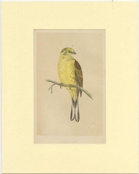 Antique Bird Print of a Yellow-Hammer, view 2
