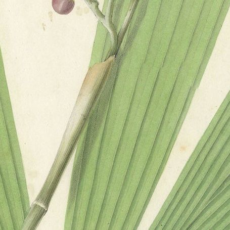 Antique Botany Print of Licuala Gracilis, a Fan Palm, close-up 2