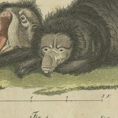 Intriguing 1805 Hand-Colored Engraving of Unique Mammals and Skeleton, close-up 6
