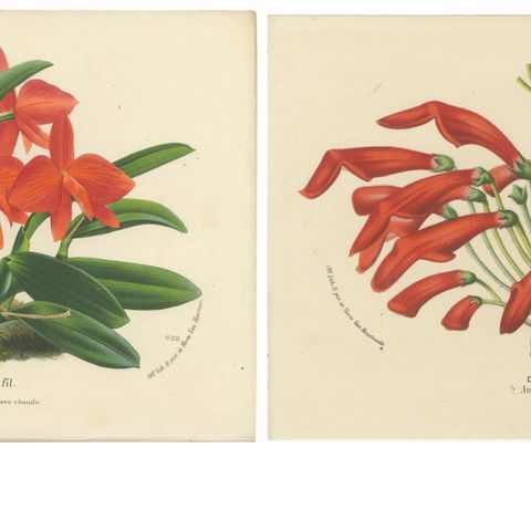 Botanical Vintage Prints of Scarlet Sophronitis and Tropical Bloom, c.1845, close-up 3