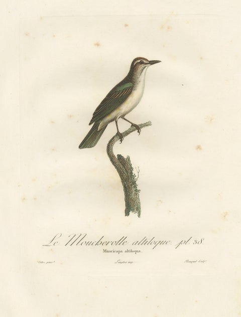 The Black-Whiskered Vireo, An 1807 Large Hand-Colored Ornithological Print, view 2