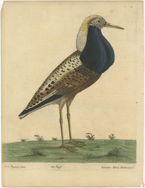 Old Hand-Colored Bird Print of the Male Ruff Wading Bird, a Sandpiper, ca.1738, view 5