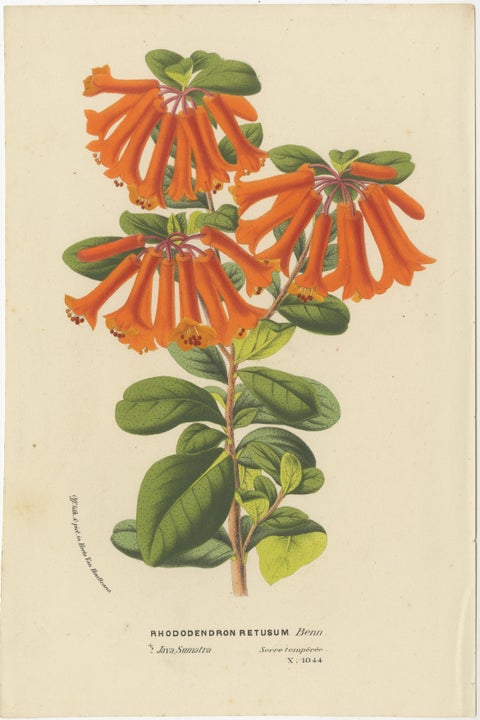 Vibrant Botanical Portraits: Exquisite Plant Illustrations from the 19th Century, view 2
