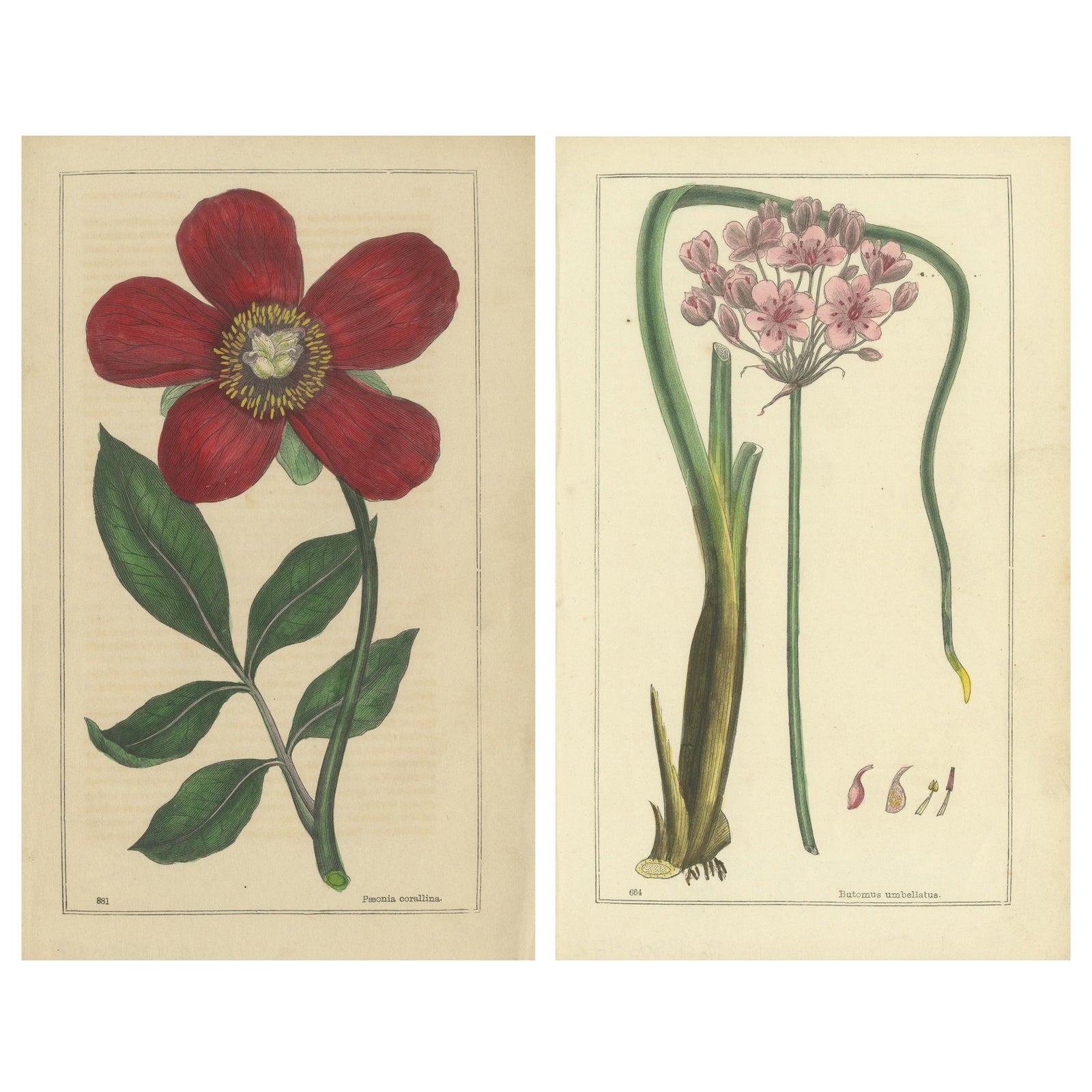 1871 Botanical Prints of Paeonia and Butomus from Tunbridge Wells Flora