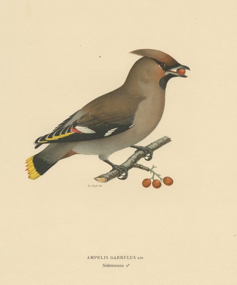 Antique Bird Print of the Bohemian Waxwing by Von Wright, 1927, view 2