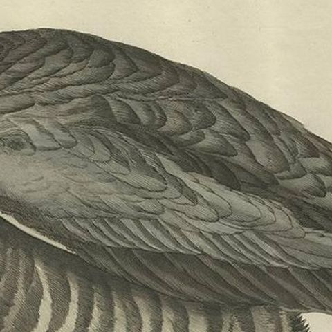 Brent Goose, Antique Bird Engraving by Nozeman and Sepp, 1789, close-up 2