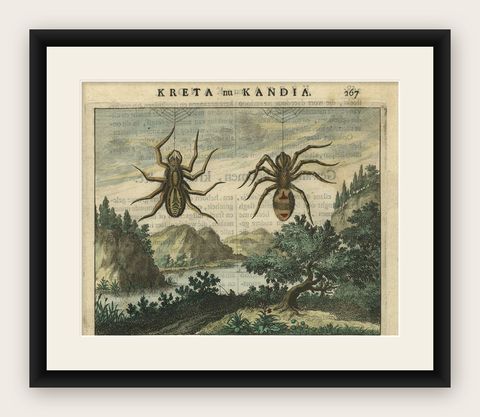 Antique Hand-Coloured Engraving of Tarantula Spiders from Crete, 1688, shown framed