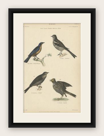 Antique Bird Print of the Skylark and Other Birds, c.1860, shown framed