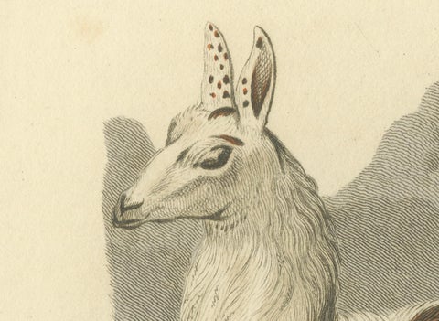 Antique Print with Hand Coloring of an Alpaca, close-up 1