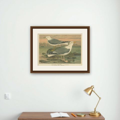 Antique Bird Print of Gulls on Rocky Coastline, 19th Century Seabirds, shown framed on a wall