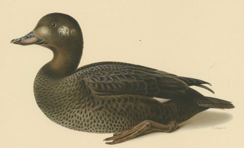 Tranquil Reflections: Bird Print of The Young Velvet Scoter by Magnus von Wright, close-up 2