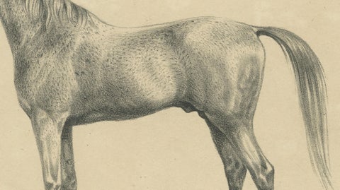 Antique Arabian Horse Lithograph “Burnu” by August Jäger, 1846, close-up 3