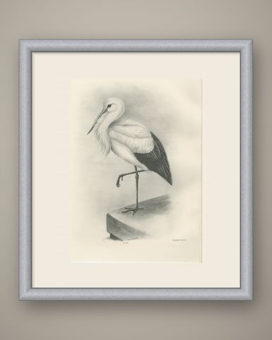 White Stork, Antique Bird Print after Lilian Medland, circa 1909, shown framed