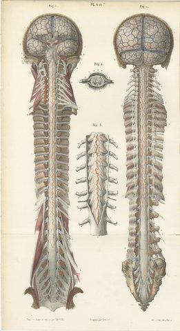 Arteries of the Brain and Spinal Cord, Hirschfeld Double Folding Plate, 1866, view 2