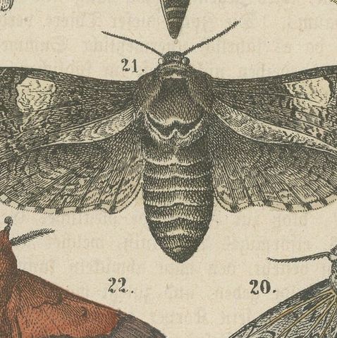 A Study in Wings: Hand-Colored Lepidoptera of the 19th Century, c.1895, close-up 5