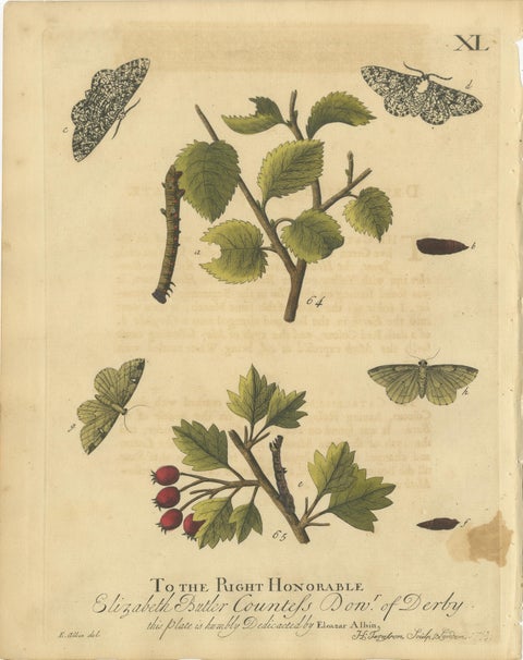 Antique English Moths on Fruit and Hedgerow Shrubs, Albin Entomology 1720, view 3