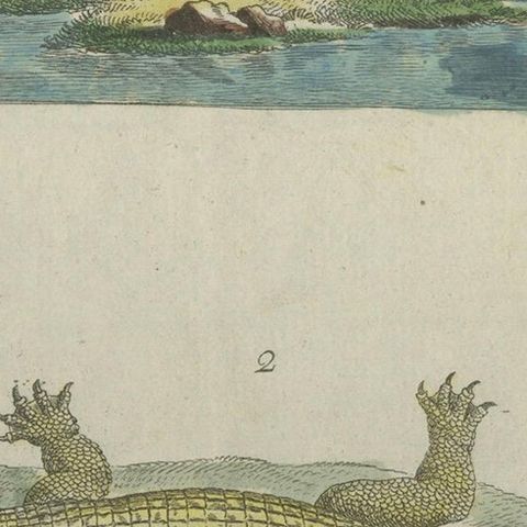 Antique Handcolored Engraving of Nile and Marsh Crocodiles, c.1800, close-up 5