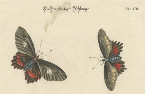 The Two-Headed Serpent and the Black Butterfly, 1749, close-up 3