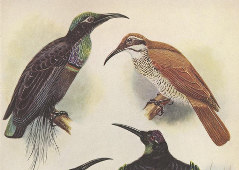 Antique Print of the Magnificent Rifle Bird & the Twelve-Wired Bird of Paradise, view 2