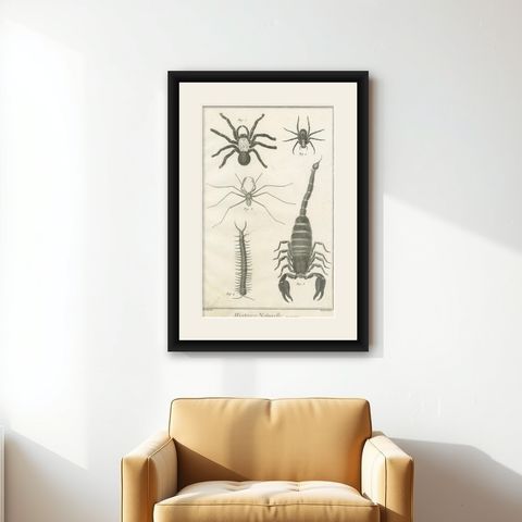 Antique Engraving of Spiders, Centipede and Scorpion by Diderot, ca.1770, shown framed on a wall