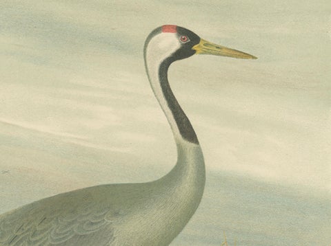Antique Chromolithograph of the Common Crane, Grus Grus, c.1890, close-up 4