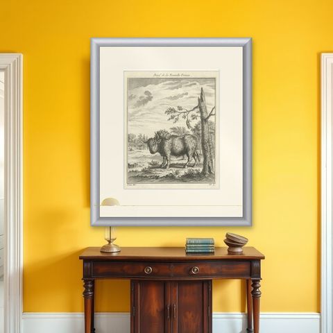 Old Print of a Bull or Bison from the French North America, Canada, Ca.1760, shown framed on a wall