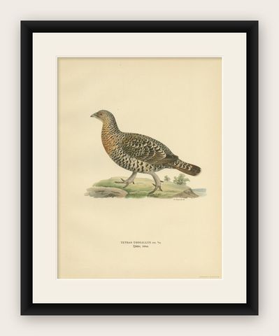 Antique Bird Print of the Western Capercaillie by Von Wright, 1929, shown framed