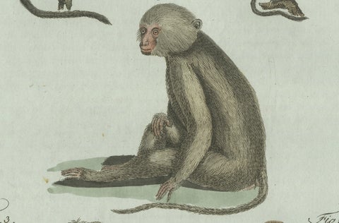 Original Antique Print of Five Monkeys and Tamarins by Bertuch, 1802, close-up 3