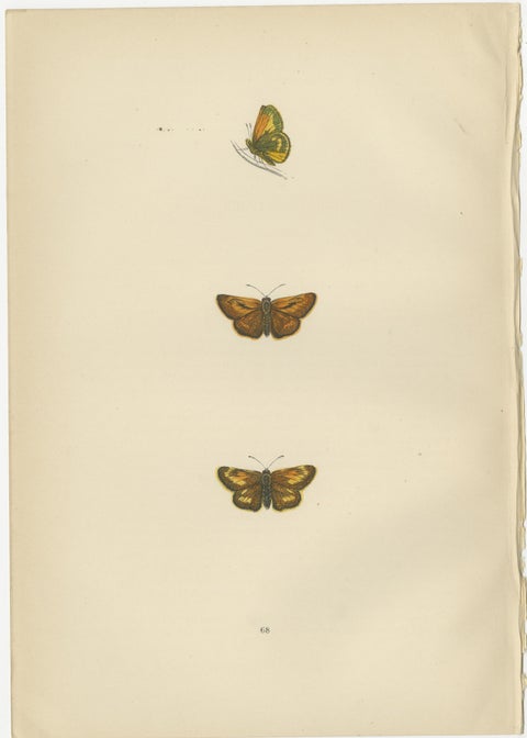 Swift Shadows and Gilded Wings: The Art of Morris's Skippers from Britain, 1890, view 3