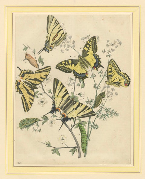 1856 Hand-Colored Lithograph of Swallowtail Butterflies and Caterpillars, close-up 1
