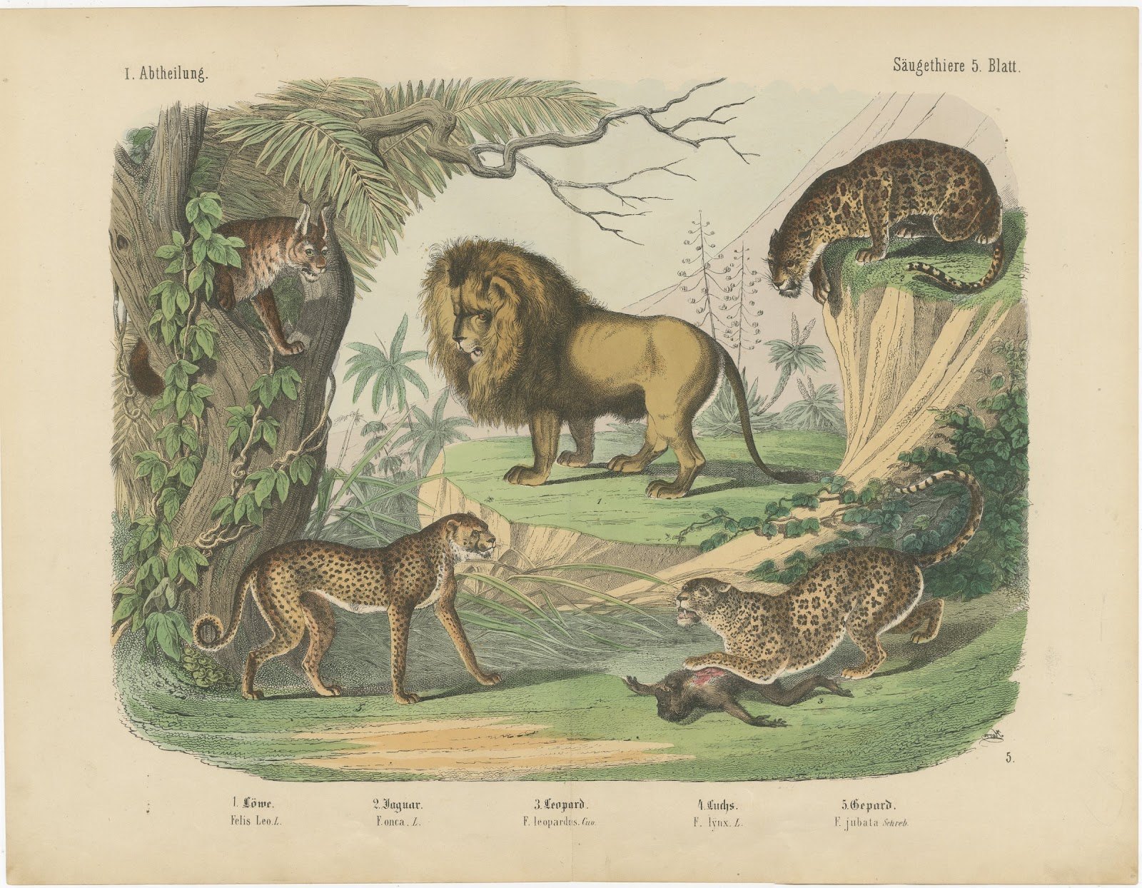 Antique Lion, Jaguar, Leopard and Cheetah Print, Big Cats by Kolb, circa 1890