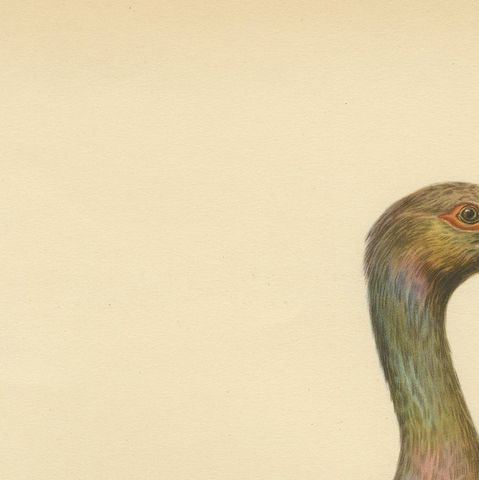 Black Stork Ciconia Nigra - Antique Scandinavian Bird Lithograph, 1929, close-up 5