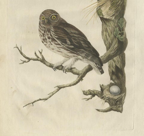 Little Owl, Hand-Colored Dutch Bird Print by Sepp & Nozeman, 1770, view 4