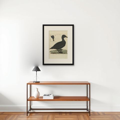 Common Scoter, Antique Bird Print ‘Anas Nigra’ by Nozeman & Sepp, 1770, shown framed on a wall