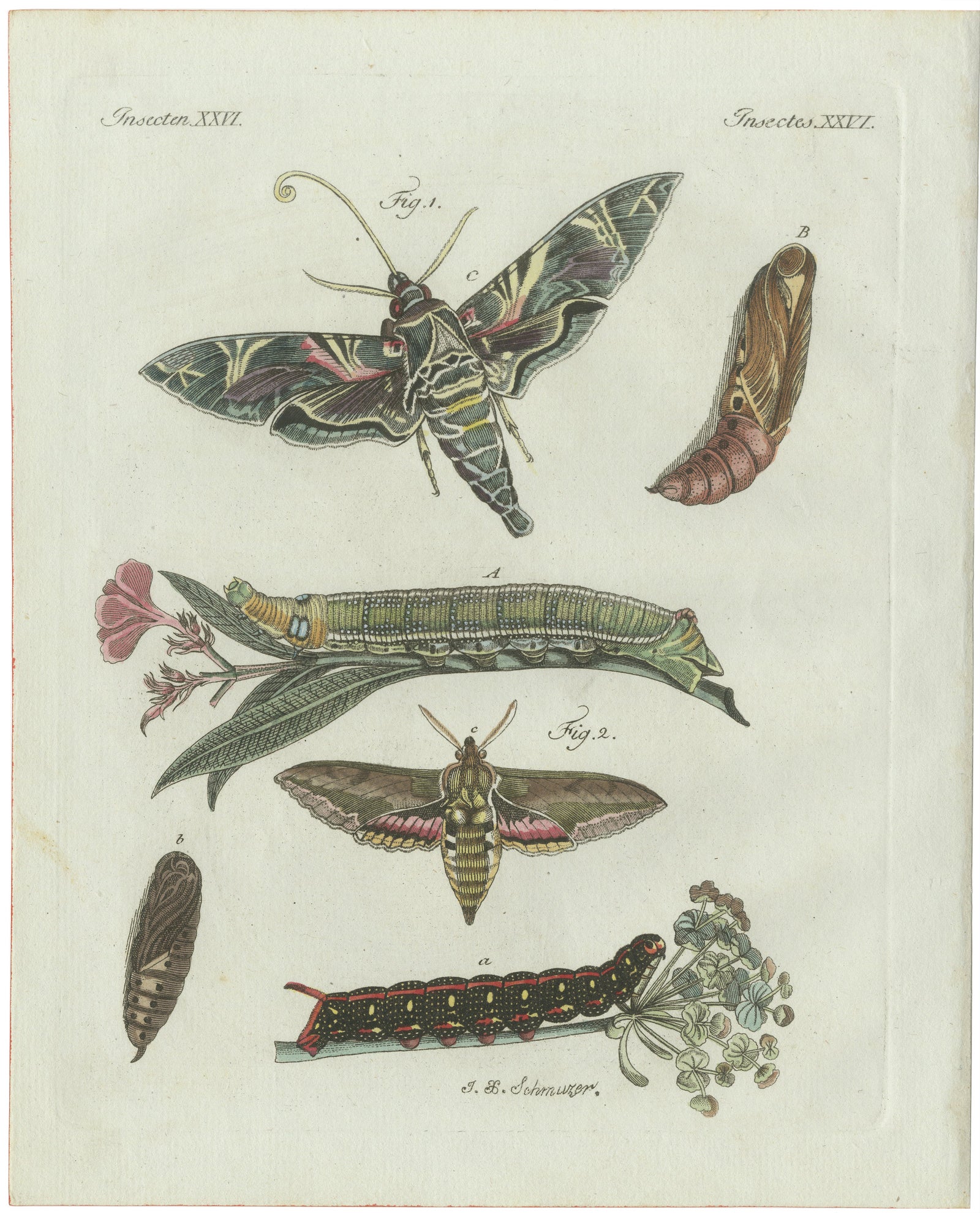 Original Antique Print of Exotic Moths and Caterpillars by Bertuch, c. 1800
