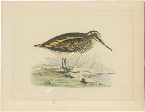 Original Antique Bird Print of a Jack Snipe, view 2