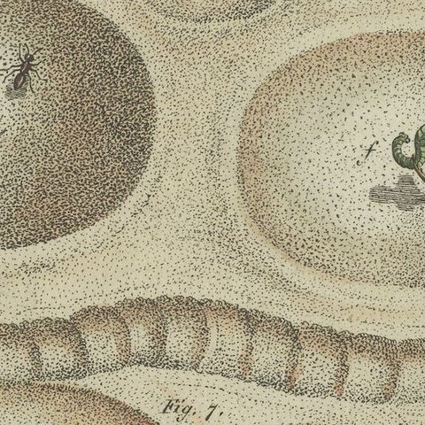 Antique Print of a Lion Ant creating a Funnel Shaped Trap in Sand, close-up 4