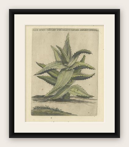 Caulescent African Aloe from Caspar Commelin’s "Praeludia Botanica" - 1703, shown framed