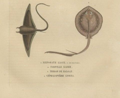 Print of a Guitarfish, Common Torpedo, Stingray & Devil fish or Giant Devil Ray, close-up 3