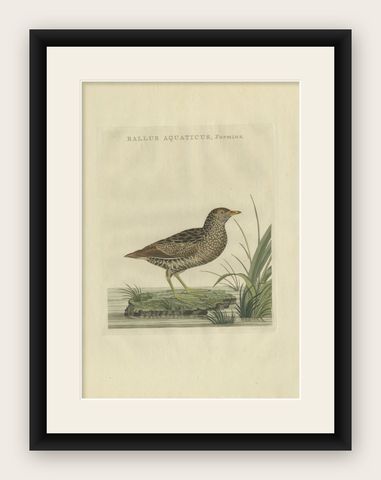 Antique Bird Print of the Female Water Rail Bird by Sepp & Nozeman, 1797, shown framed