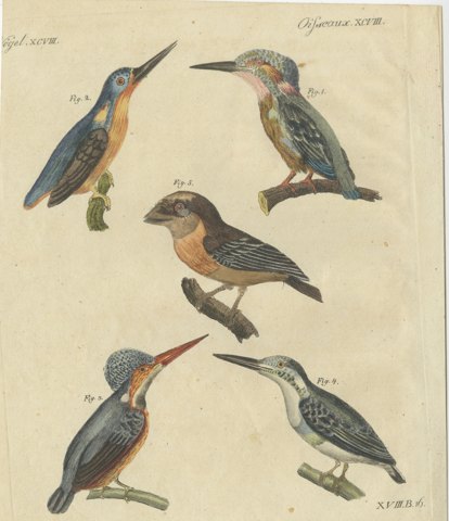 Four Kingfishers on Branches, Antique Bertuch Print, Vienna, circa 1818
