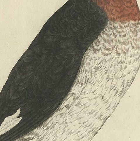 Antique Bird Print of the Red-Necked Grebe by Sepp & Nozeman, 1829, close-up 2