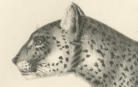 19th-Century Lithograph of the Leopard in a Graceful Standing Pose, close-up 3